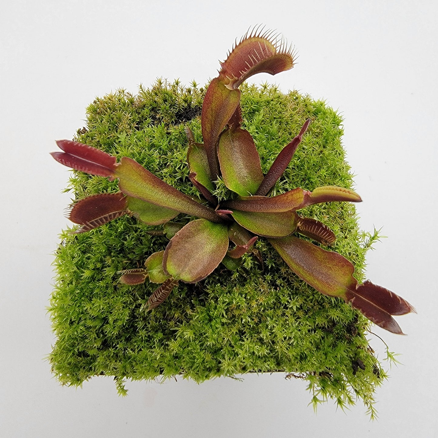 Venus Flytrap Plant 'Red Fused Petiole'
