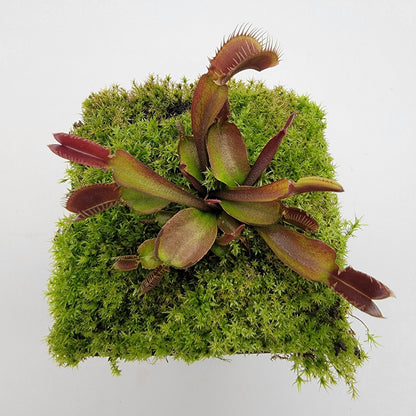 Venus Flytrap Plant 'Red Fused Petiole'