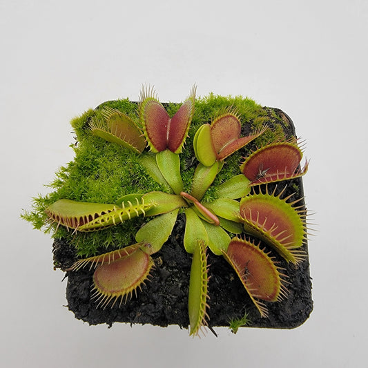 Venus flytrap (Dionaea muscipula) 'Southwest Giant'