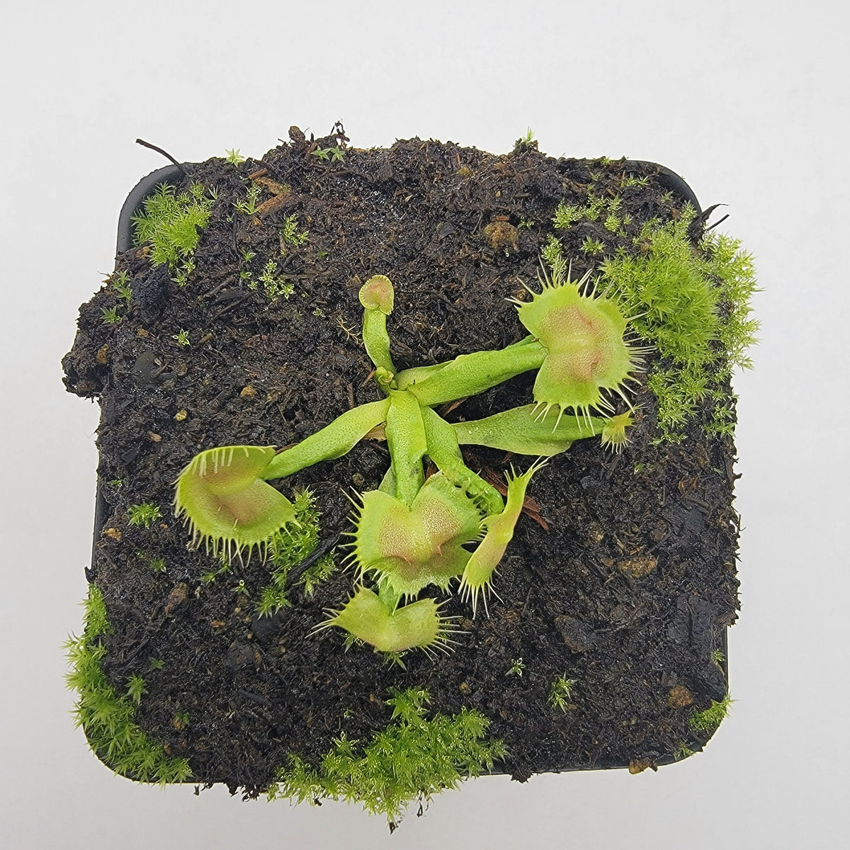 Venus flytrap Spiderman in mossy pot with green, spiny traps Rainbow Carnivorous Plants LLC on Tampa Home & Garden Store