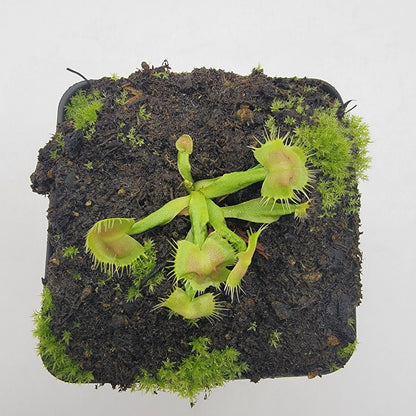 Venus flytrap Spiderman in mossy pot with green, spiny traps Rainbow Carnivorous Plants LLC on Tampa Home & Garden Store