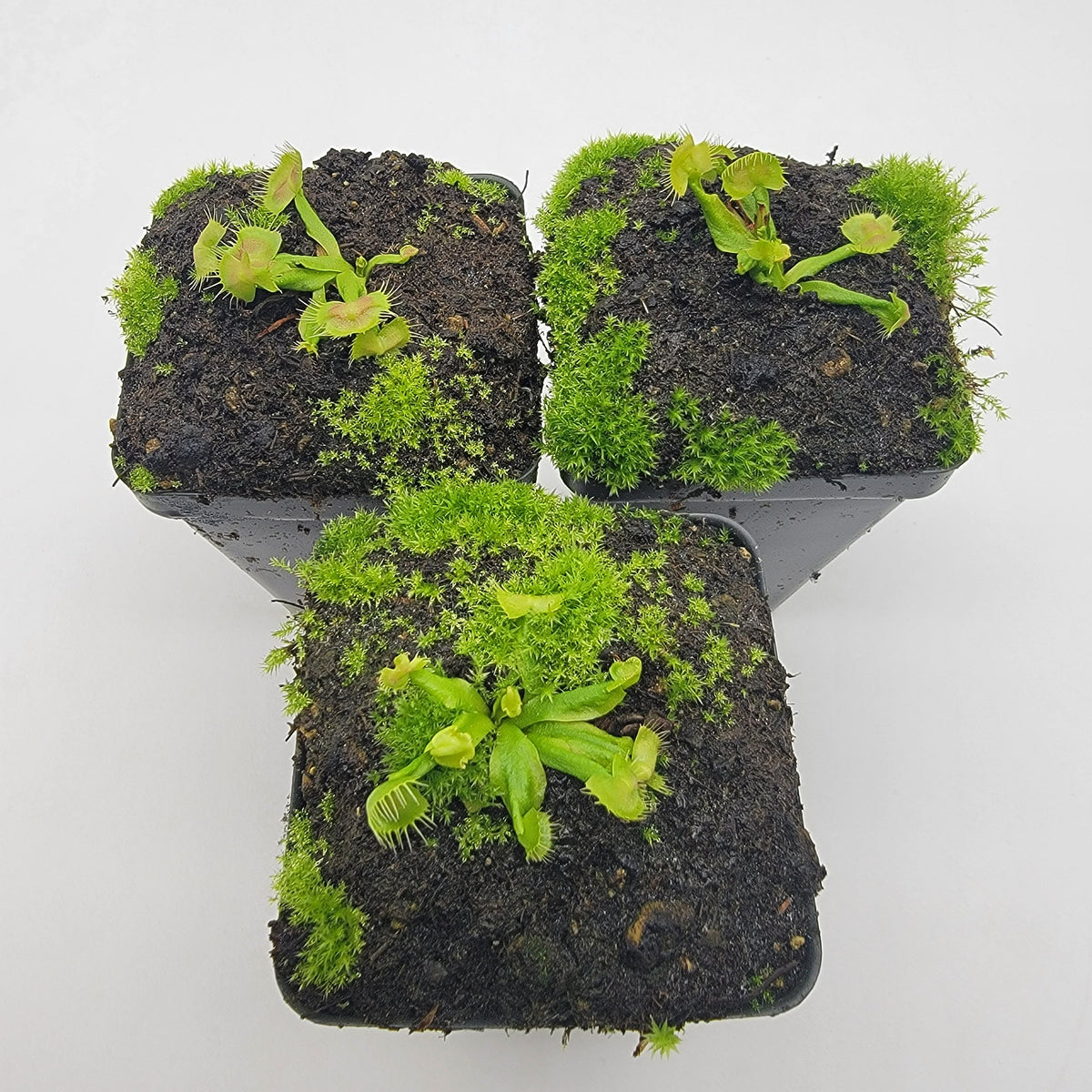 Venus flytrap Spiderman cultivar potted houseplant mossy soil Rainbow Carnivorous Plants on Tampa Home & Garden Store