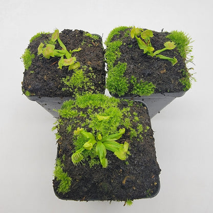 Venus flytrap Spiderman cultivar potted houseplant mossy soil Rainbow Carnivorous Plants on Tampa Home & Garden Store
