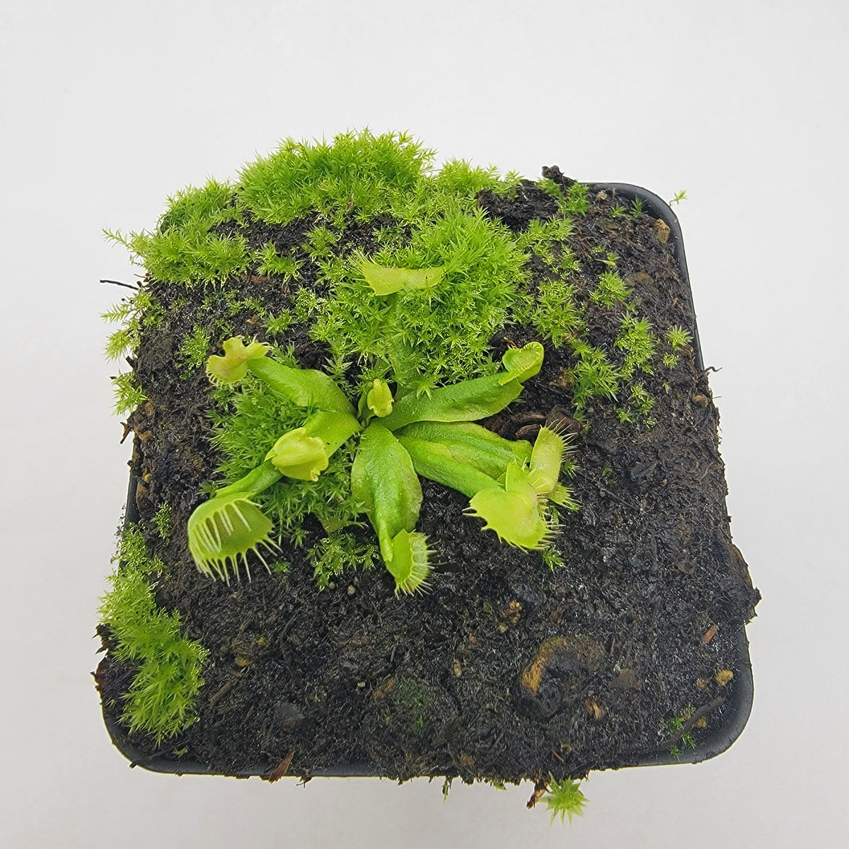 Venus flytrap Spiderman in mossy pot, potted houseplant by Rainbow Carnivorous Plants LLC on Tampa Home & Garden Store