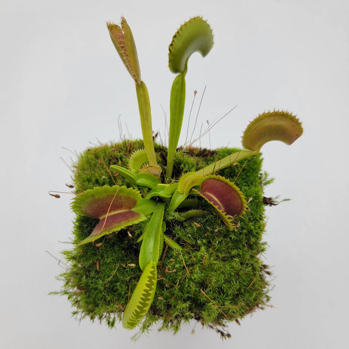 Venus flytrap Trev's Dracula in mossy pot with bright green traps on Tampa Home & Garden Store
