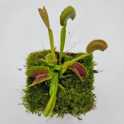Venus flytrap Trev's Dracula in mossy pot with bright green traps on Tampa Home & Garden Store