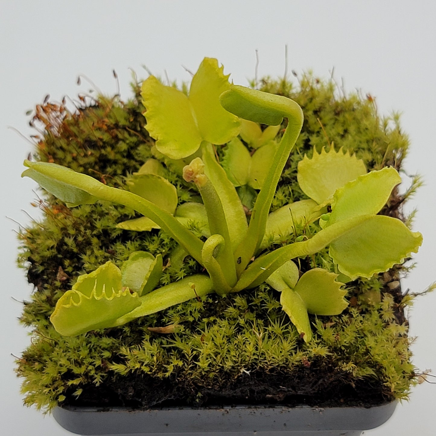 Venus Flytrap Plant 'Werewolf'