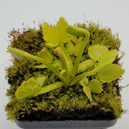 Venus Flytrap Plant 'Werewolf'