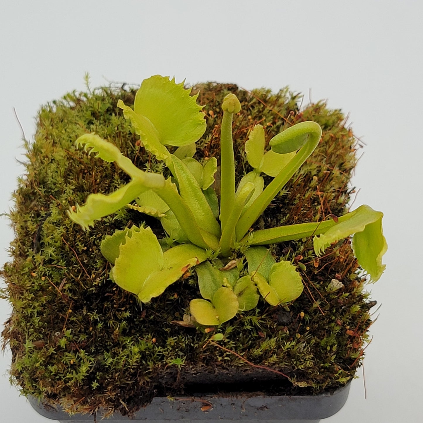 Venus Flytrap Plant 'Werewolf'