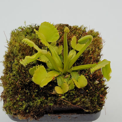 Venus Flytrap Plant 'Werewolf'