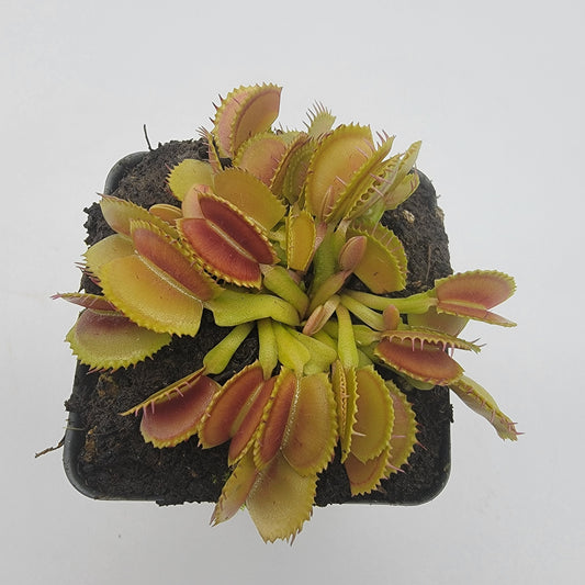 Venus Flytrap Plant 'Belzebùb'