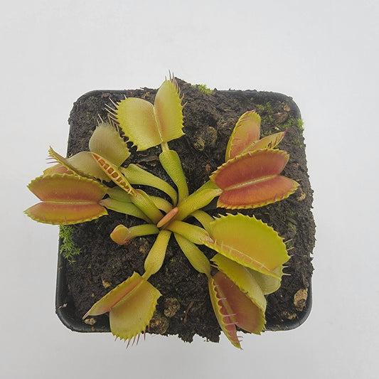 Venus Flytrap Plant 'Belzebùb'