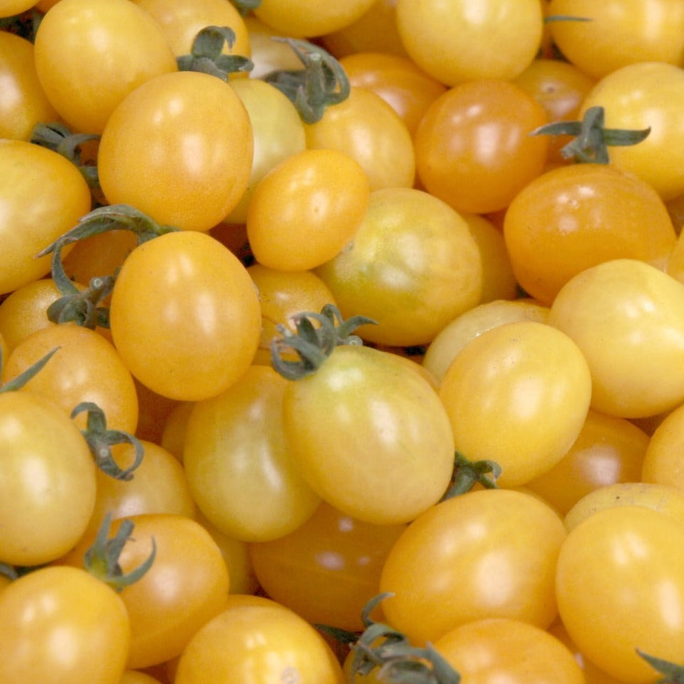 Champagne Bubbles tomato seeds yellow cherry tomatoes from Seedtime Store on Tampa Home & Garden Store