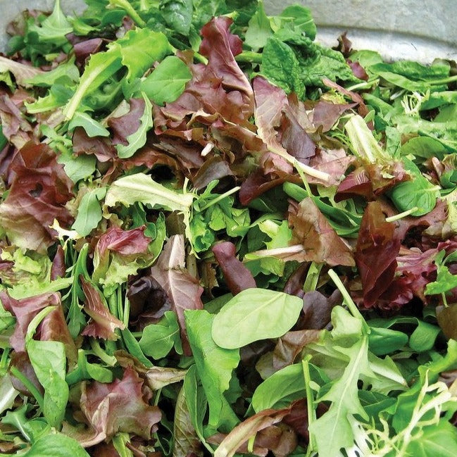 Salad Bowl Mix lettuce seeds in a mix of red and green leaves from Seedtime Store on Tampa Home & Garden Store