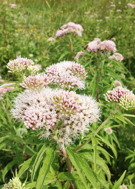 Valerian Root Plant (Valeriana officinalis)