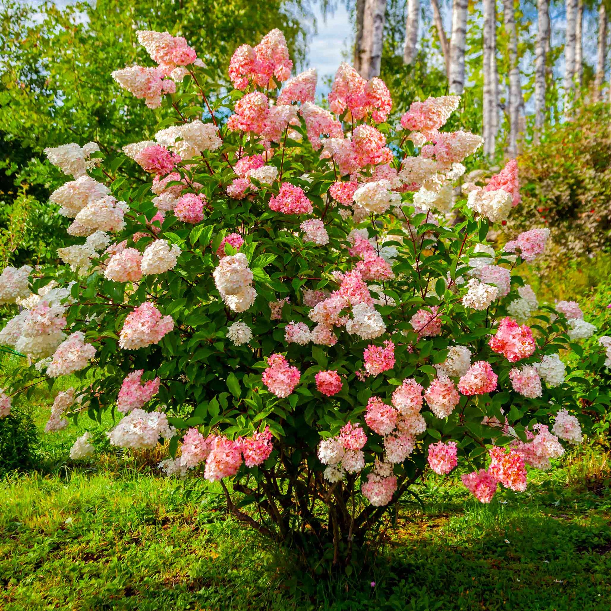 Vanilla Strawberry Hydrangea plant with pink blooms in an outdoor garden by Live Good Logistics on Tampa Home & Garden Store