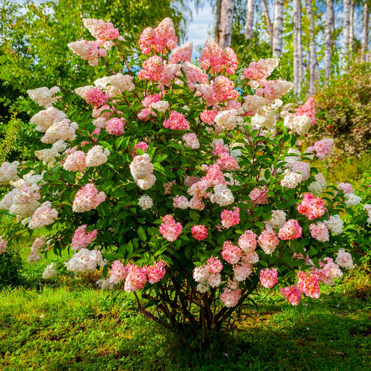 Vanilla Strawberry Hydrangea plant with pink blooms in an outdoor garden by Live Good Logistics on Tampa Home & Garden Store
