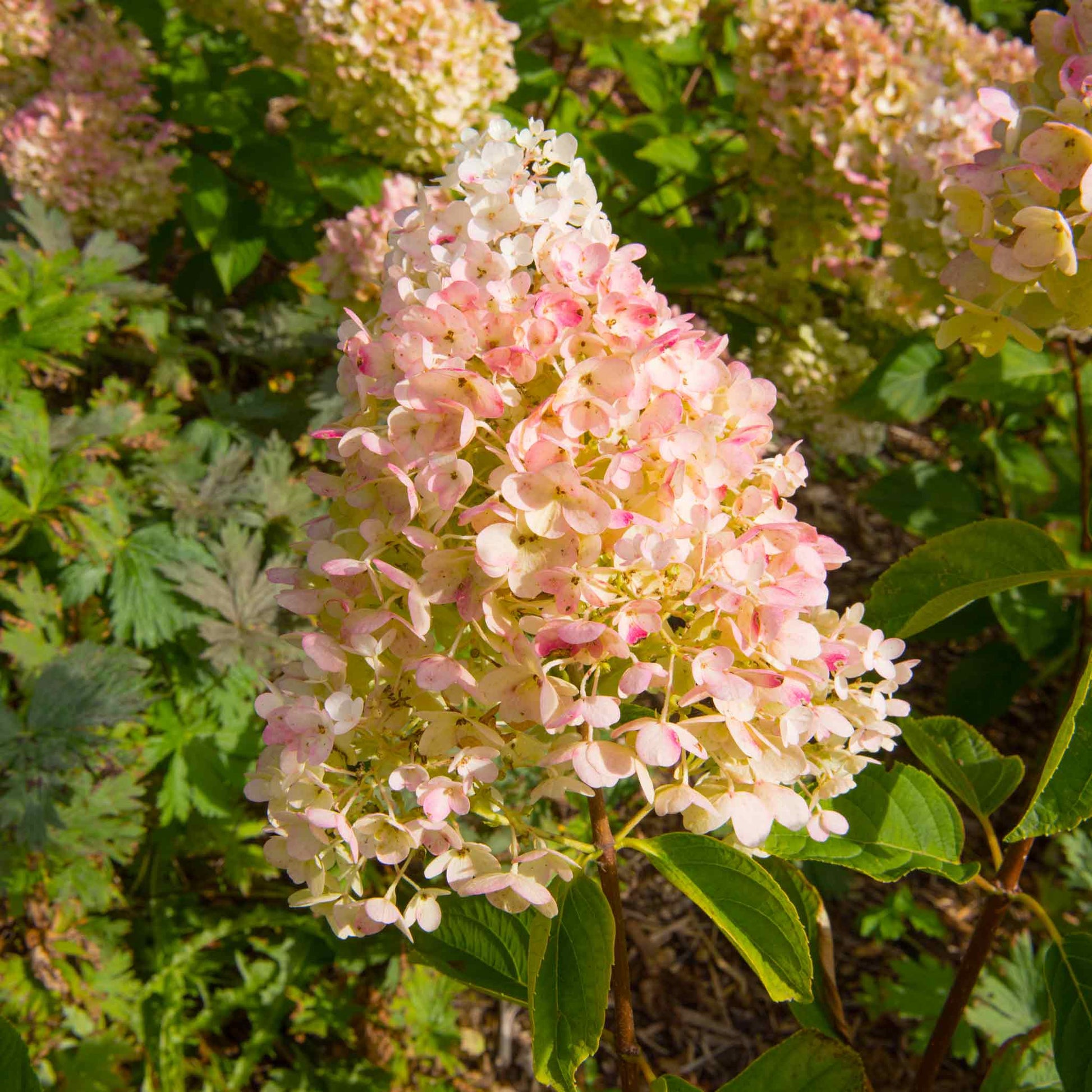 Vanilla Strawberry Hydrangea plant with pink-cream blossoms and green leaves on Tampa Home & Garden Store