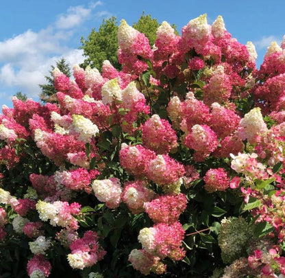 Vanilla Strawberry Hydrangea Seeds - Beautiful Attractive Showy and Hardy Perennial Flowers - Tampa Home & Garden Store