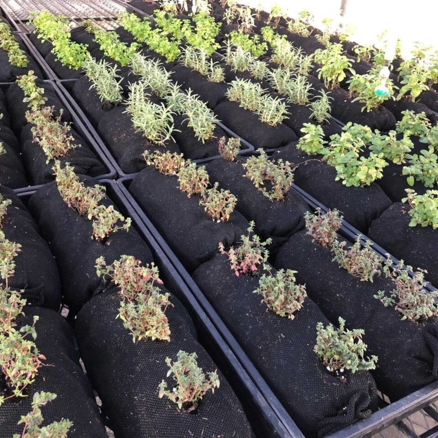 Varden™ Soil-Filled Vardensok - Tampa Home & Garden Store