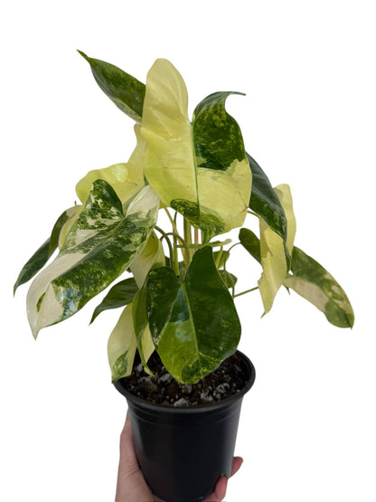 Variegated Burle Marx - Tampa Home & Garden Store