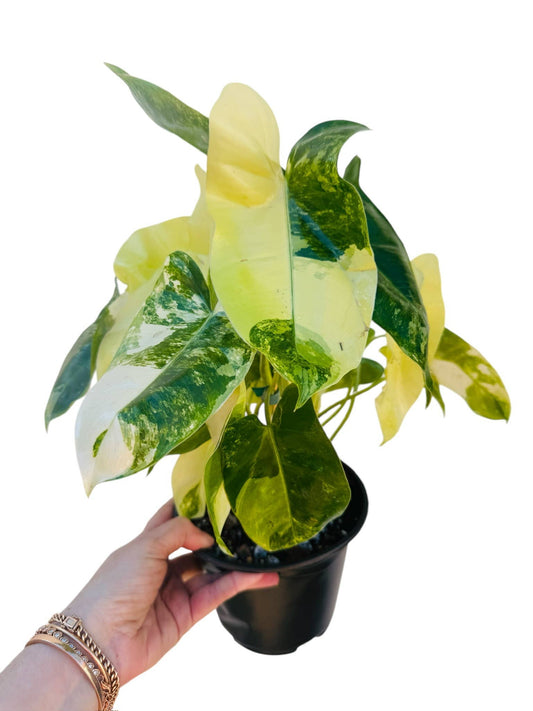 Variegated Burle Marx - Tampa Home & Garden Store
