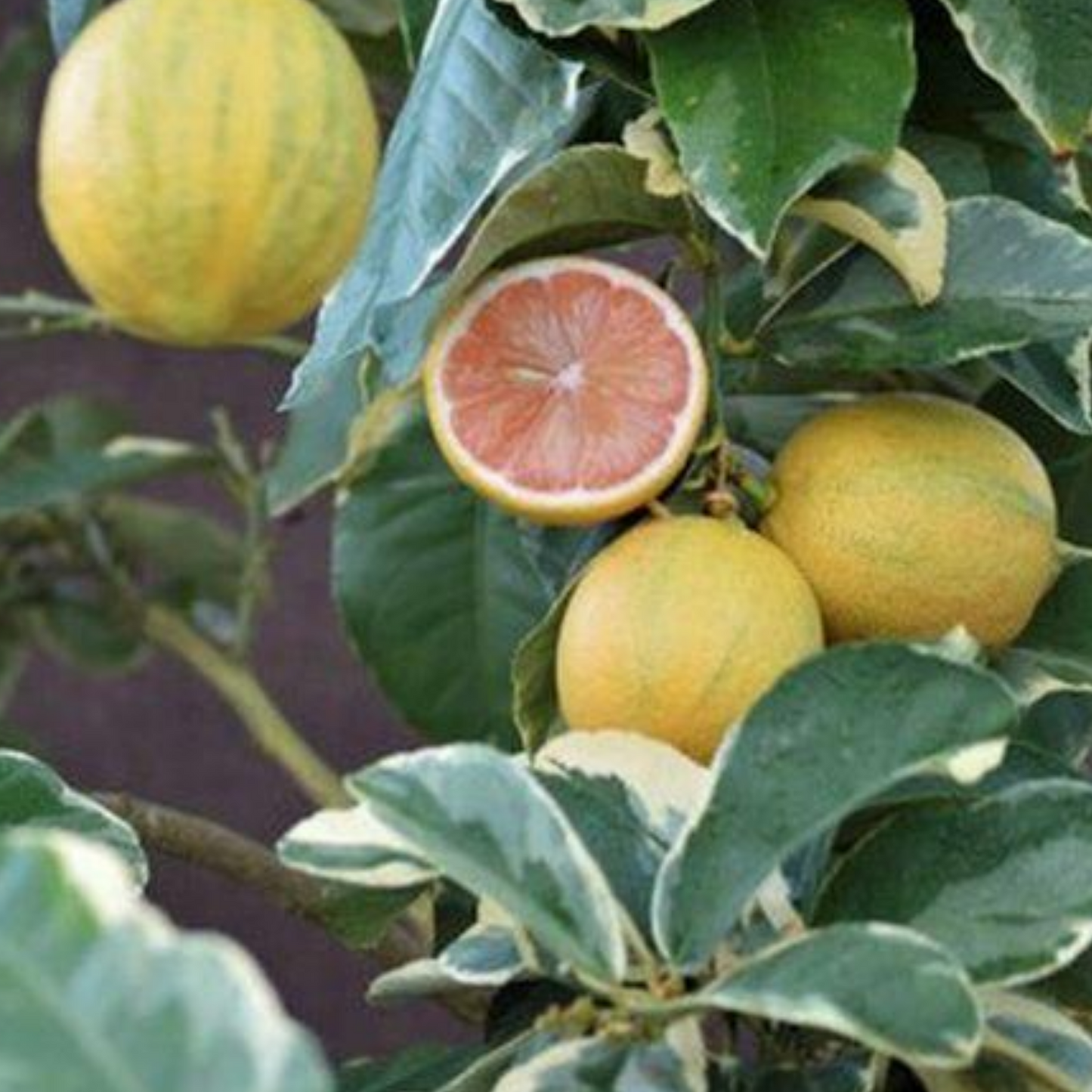 Variegated Pink Lemon Tree (Citrus limon 'Eureka Variegated Pink') - Tampa Home & Garden Store