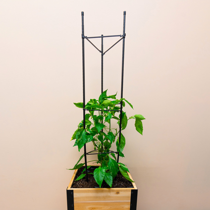 Vegetable Cage | Vegetable Plant Support - Tampa Home & Garden Store