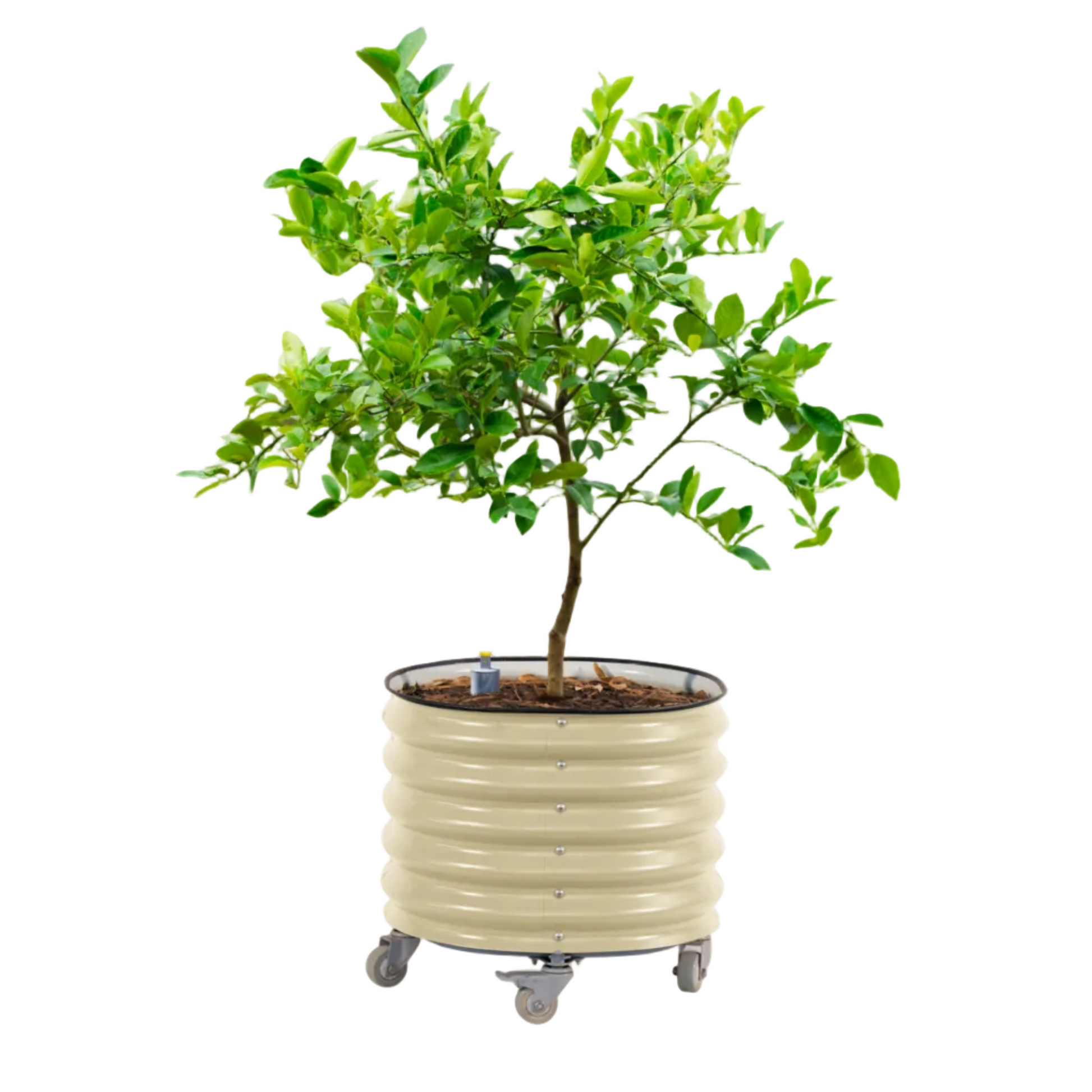 self watering plant pots near me Self-Watering Rolling Citrus Tree Planter, Pearl White / Single Pack