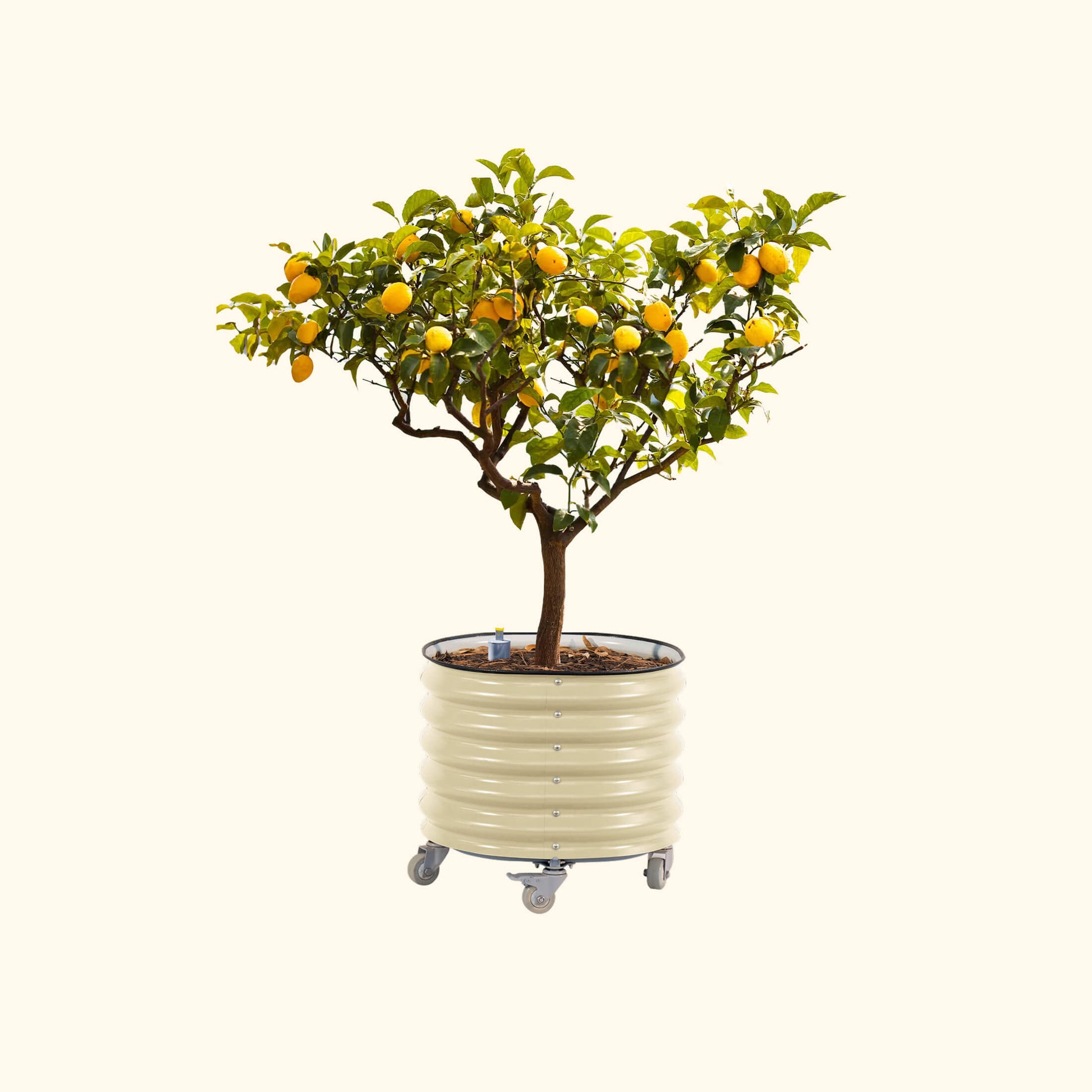 2ft plant pot Self-Watering Rolling Citrus Tree Planter, Pearl White / Single Pack