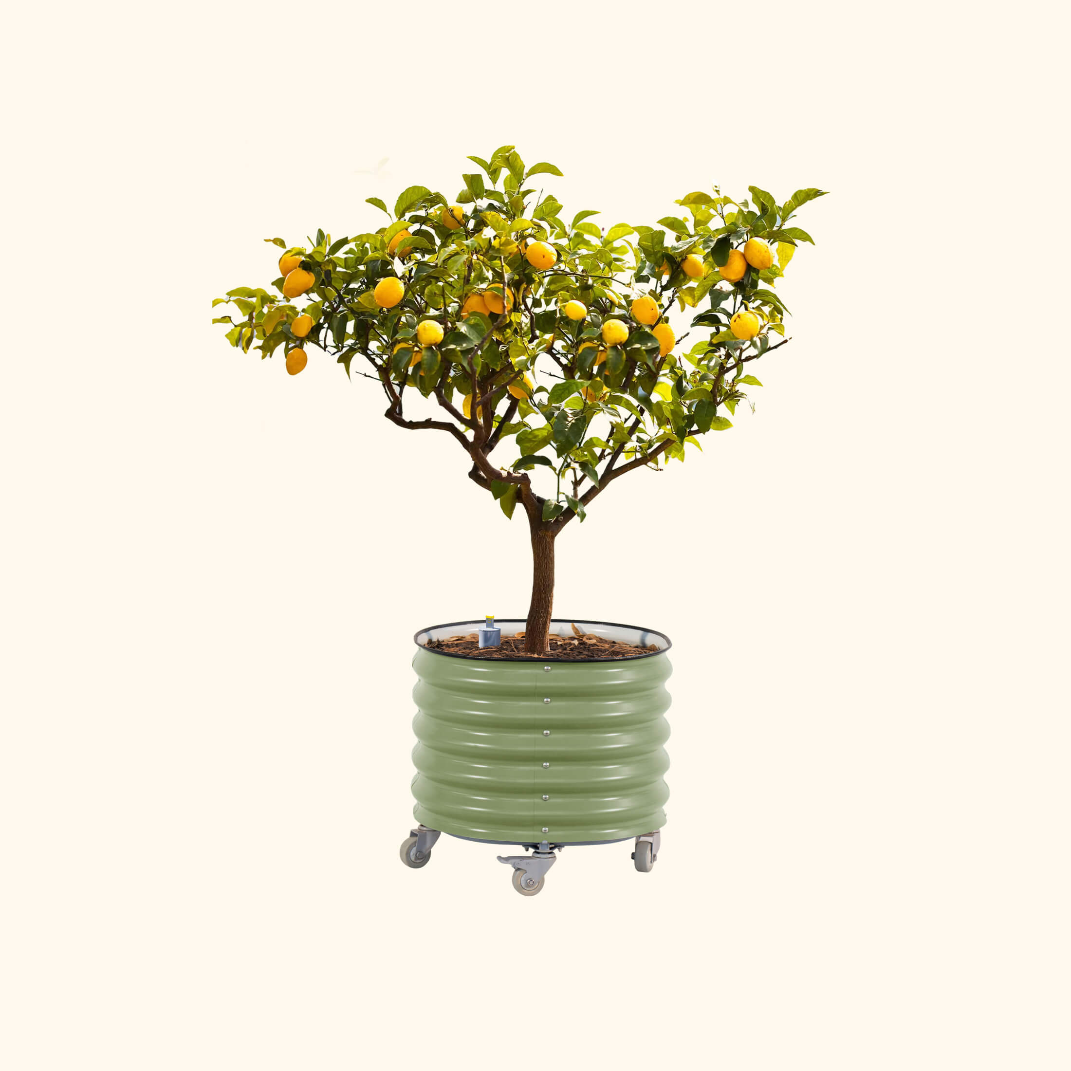 christmas tree potted plant Potted Little Christmas Tree