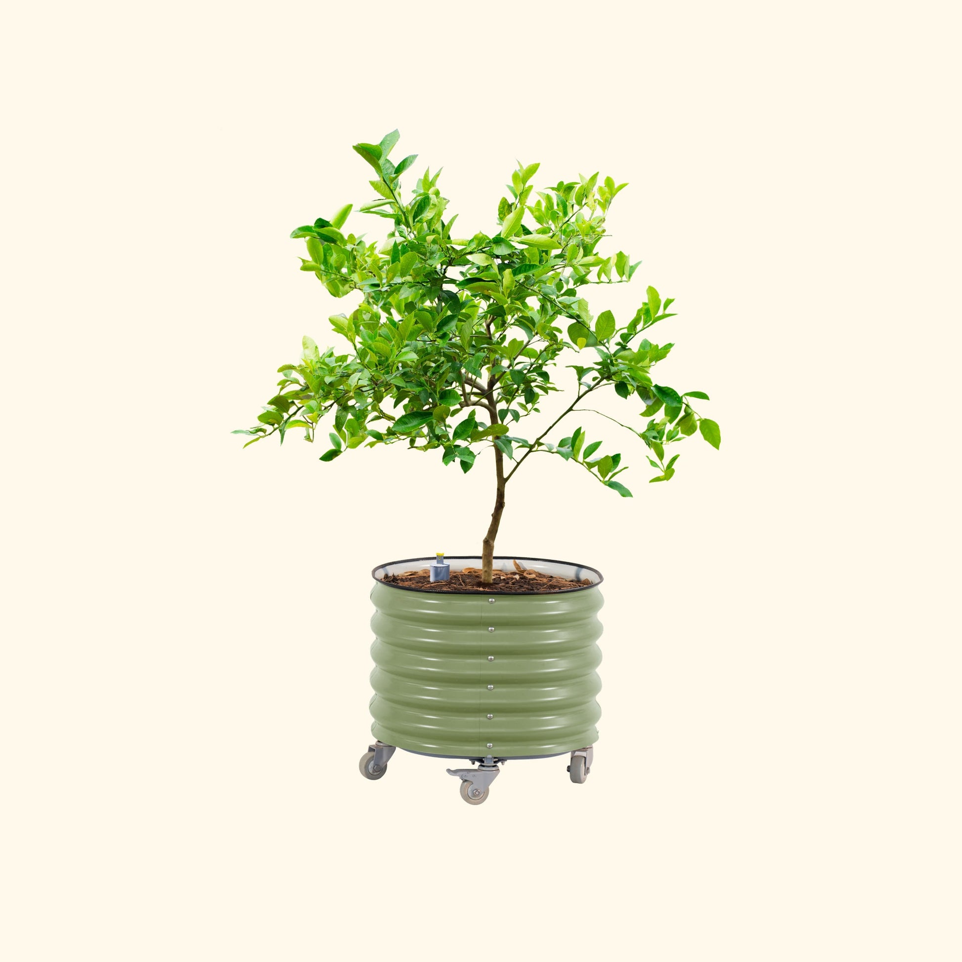 Vego Rolling Planter Self-Watering 2ft x 2ft - Tampa Home & Garden Store