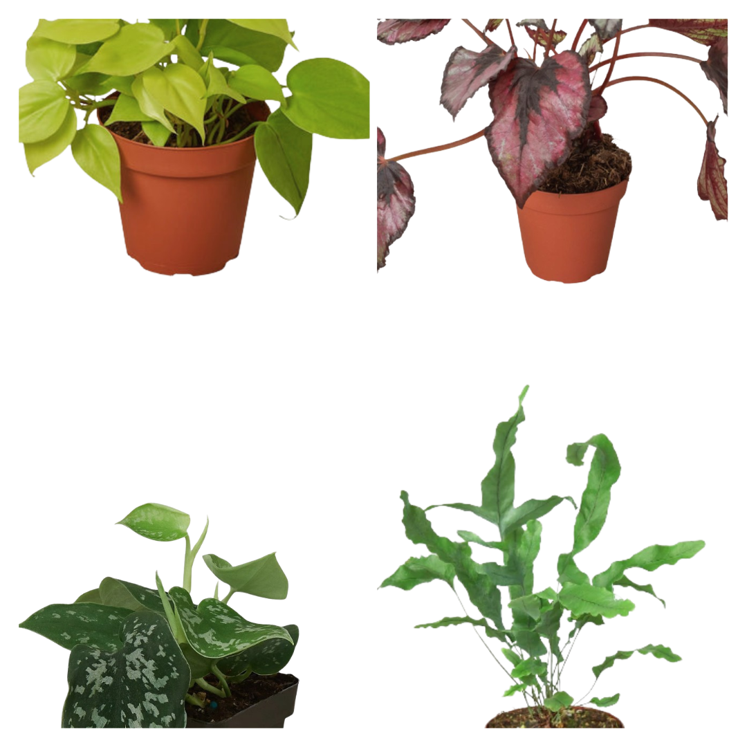 Velvet Forest four potted houseplants lime pothos and fern Rooted Treasures Farms on Tampa Home & Garden Store