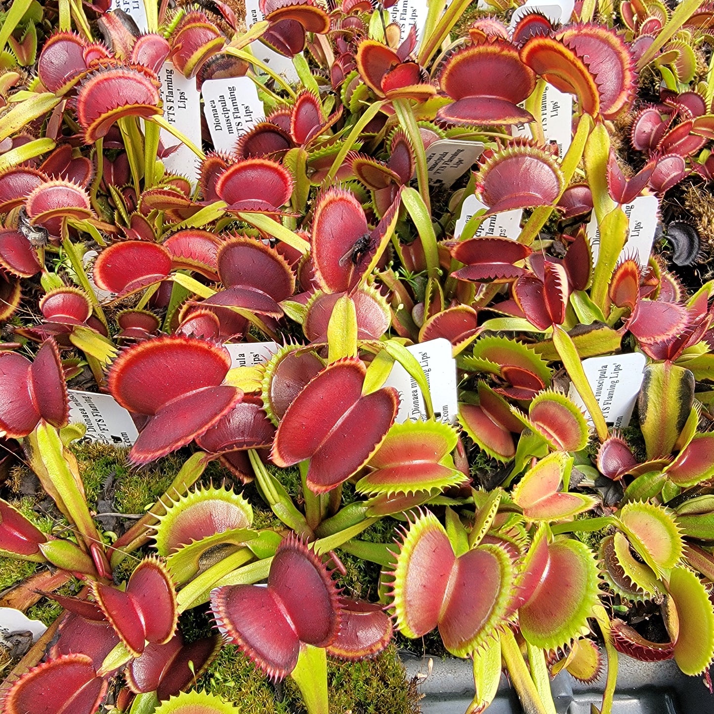 Venus Flytrap Plant 'FTS Flaming Lips'