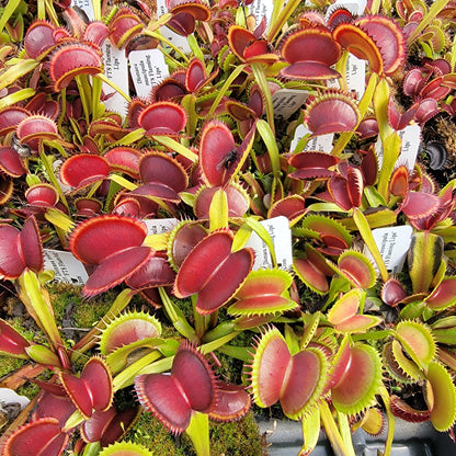 Venus Flytrap Plant 'FTS Flaming Lips'