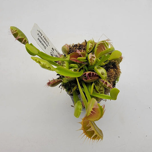 Venus flytrap Crispy Sun live plant with green traps and red edges, potted houseplant on Tampa Home & Garden Store