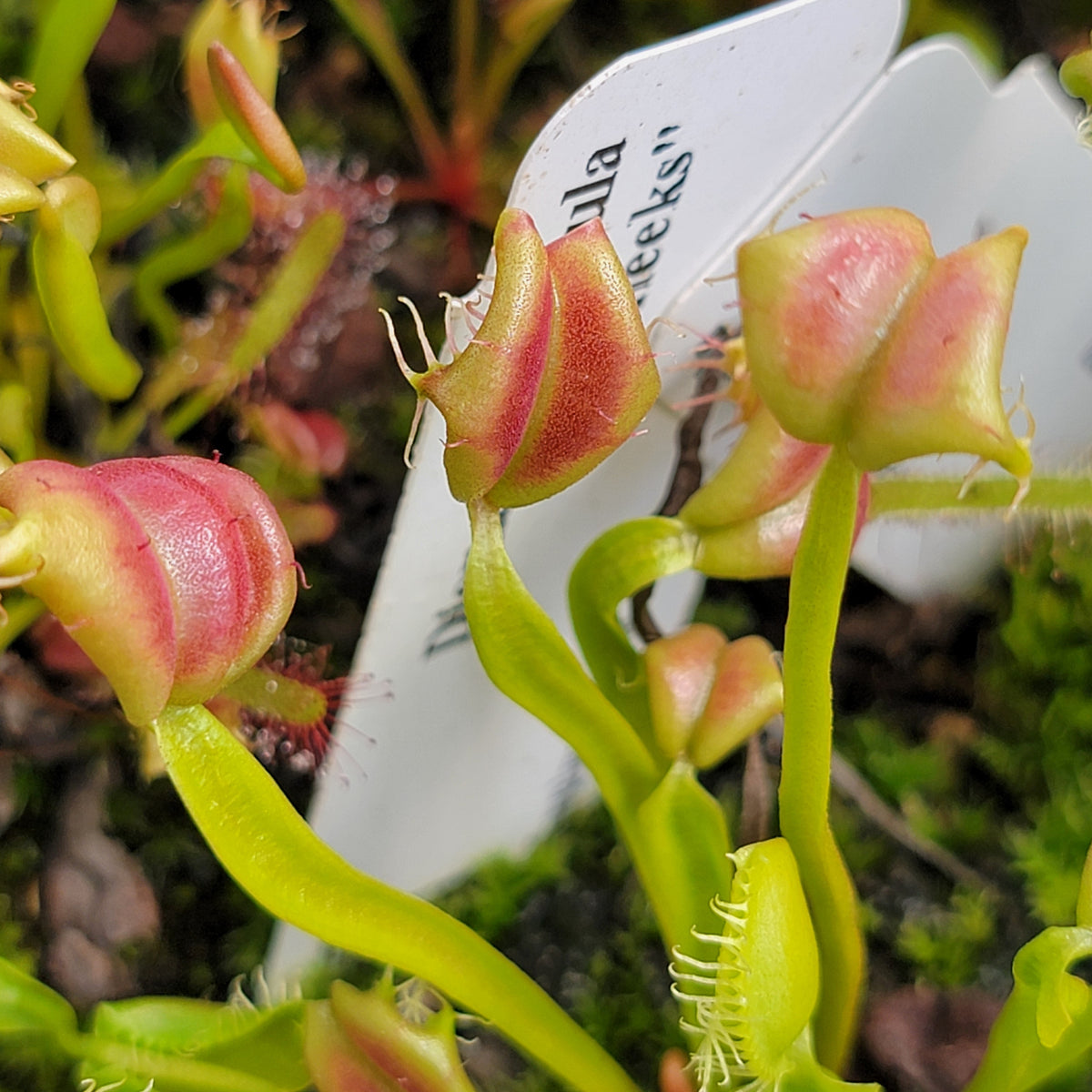 Venus flytrap Buttcheeks potted houseplant with pink-tinged traps on green stems on Tampa Home & Garden Store