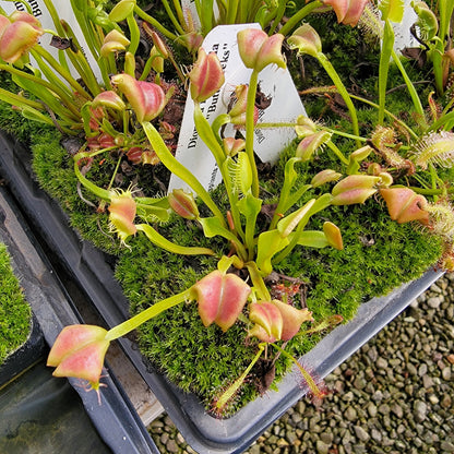 Buttcheeks Venus flytrap in green pink traps, potted plant on Tampa Home & Garden Store