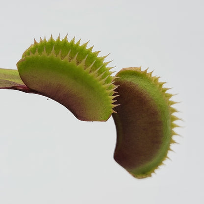 Dionaea muscipula Red Piranha Venus flytrap with green traps and red margins, potted houseplant on Tampa Home & Garden Store