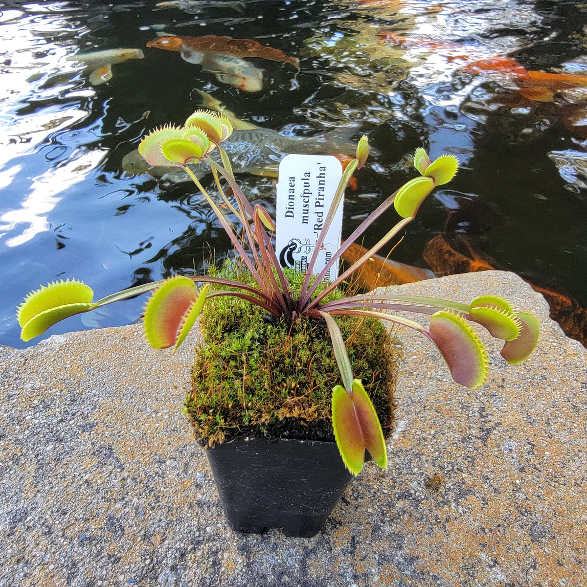 Venus flytrap Red Piranha in pot with red margins Rainbow Plants on Tampa Home & Garden Store