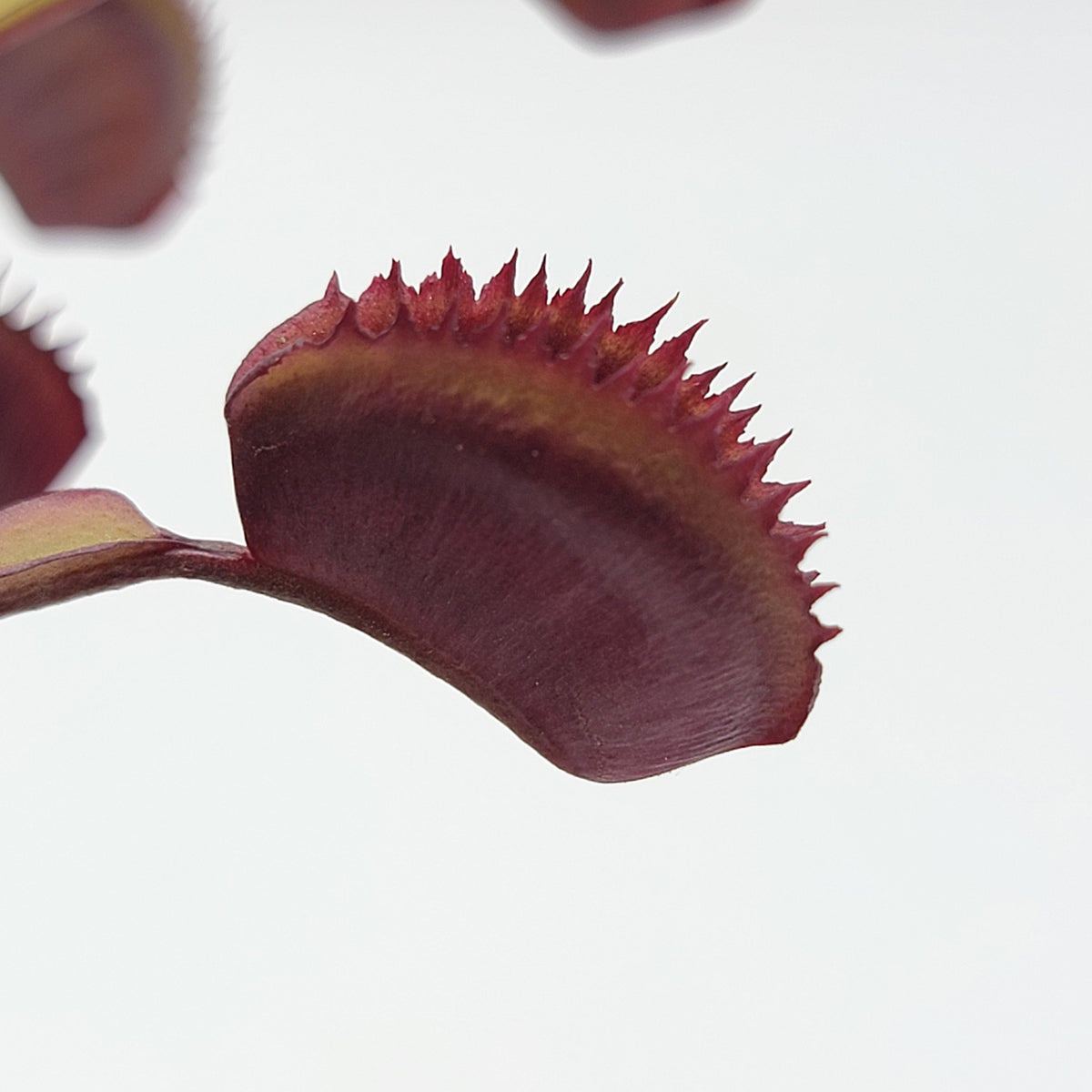 Venus flytrap Trev's Red Dentate leaf with red jagged margins Rainbow Carnivorous Plants LLC on Tampa Home & Garden Store