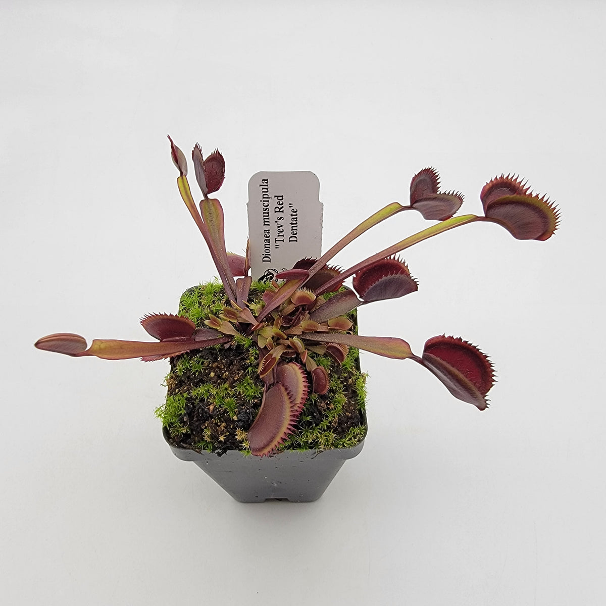 Venus flytrap Trev's Red Dentate burgundy traps Rainbow Carnivorous Plants on Tampa Home & Garden Store