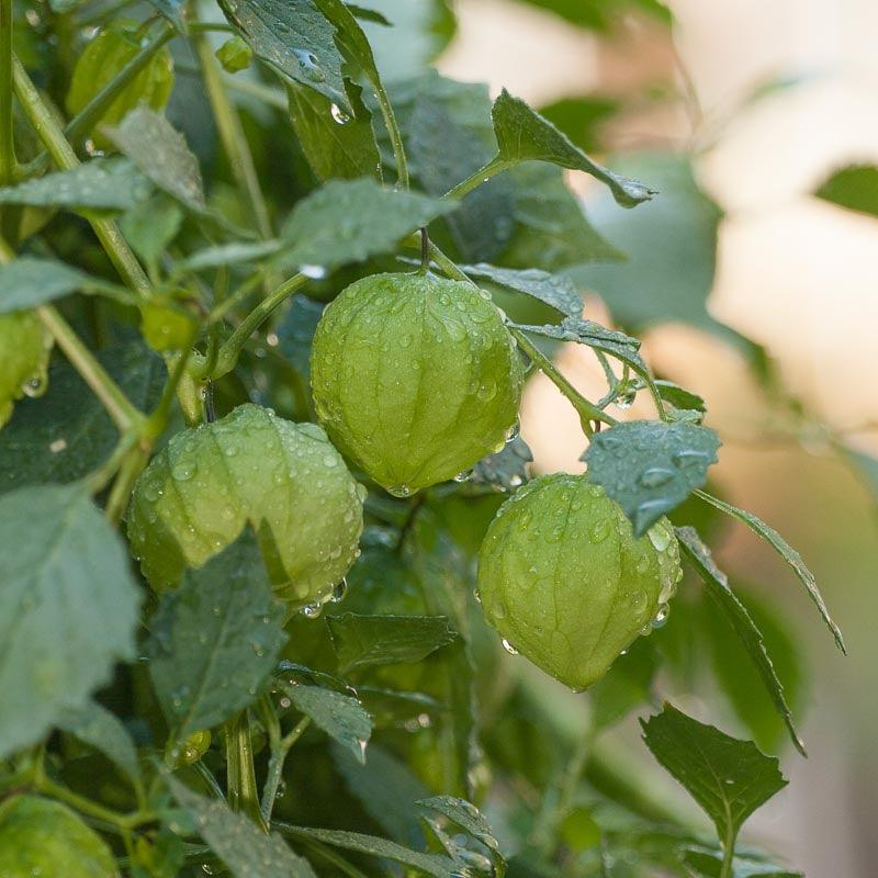 Verde Tomatillo Seeds (Organic) - Tampa Home & Garden Store