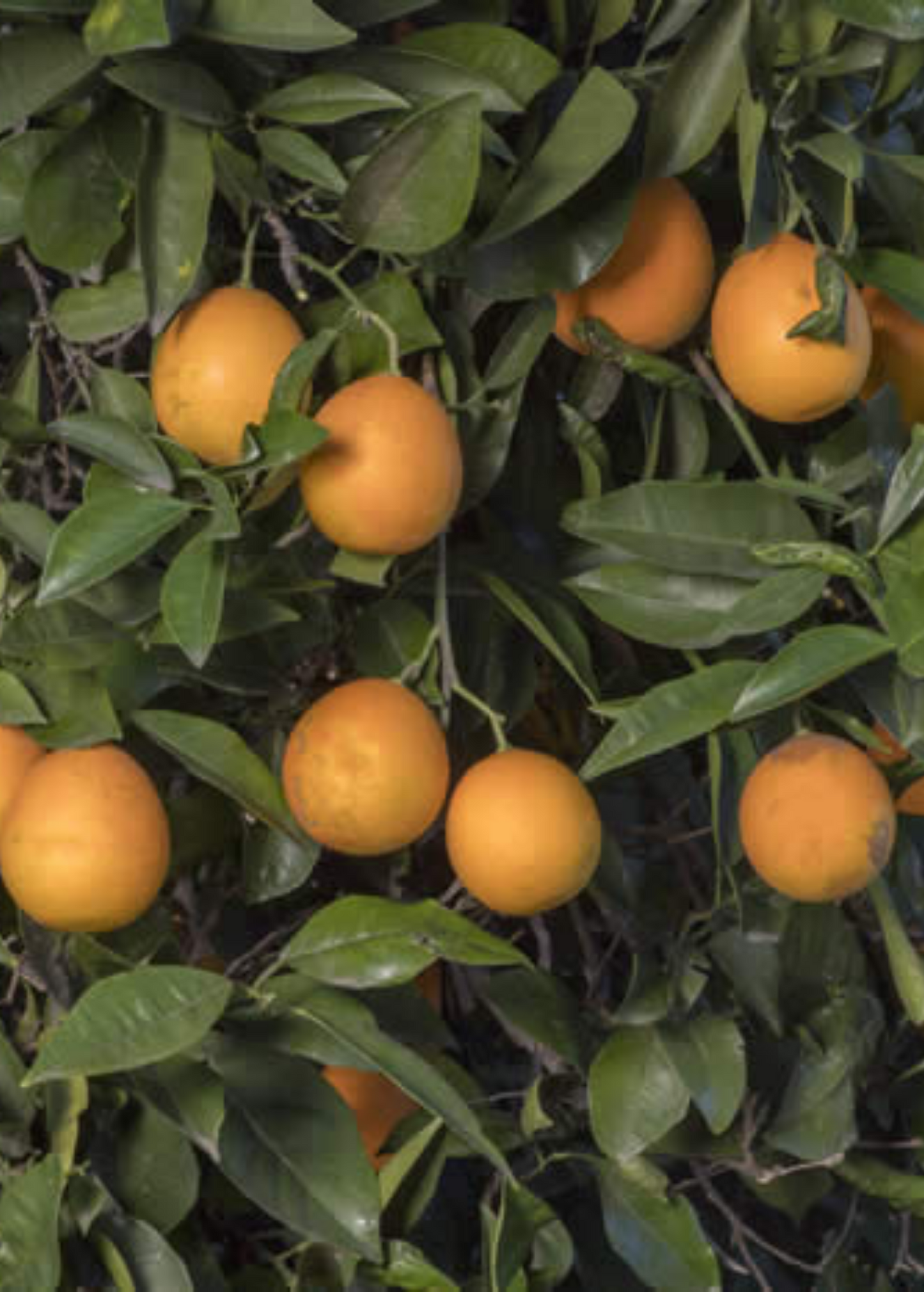 Vernia Sweet Orange Tree (Citrus × sinensis)