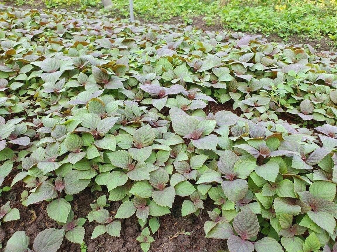 Vietnamese Perilla - 2000 Seeds - La Tia to - Shiso Seeds Perilla Frutescens, Asian Herb, Microgreens Heat & Drought Tolerant - Tampa Home & Garden Store