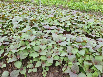 Vietnamese Perilla - 2000 Seeds - La Tia to - Shiso Seeds Perilla Frutescens, Asian Herb, Microgreens Heat & Drought Tolerant - Tampa Home & Garden Store