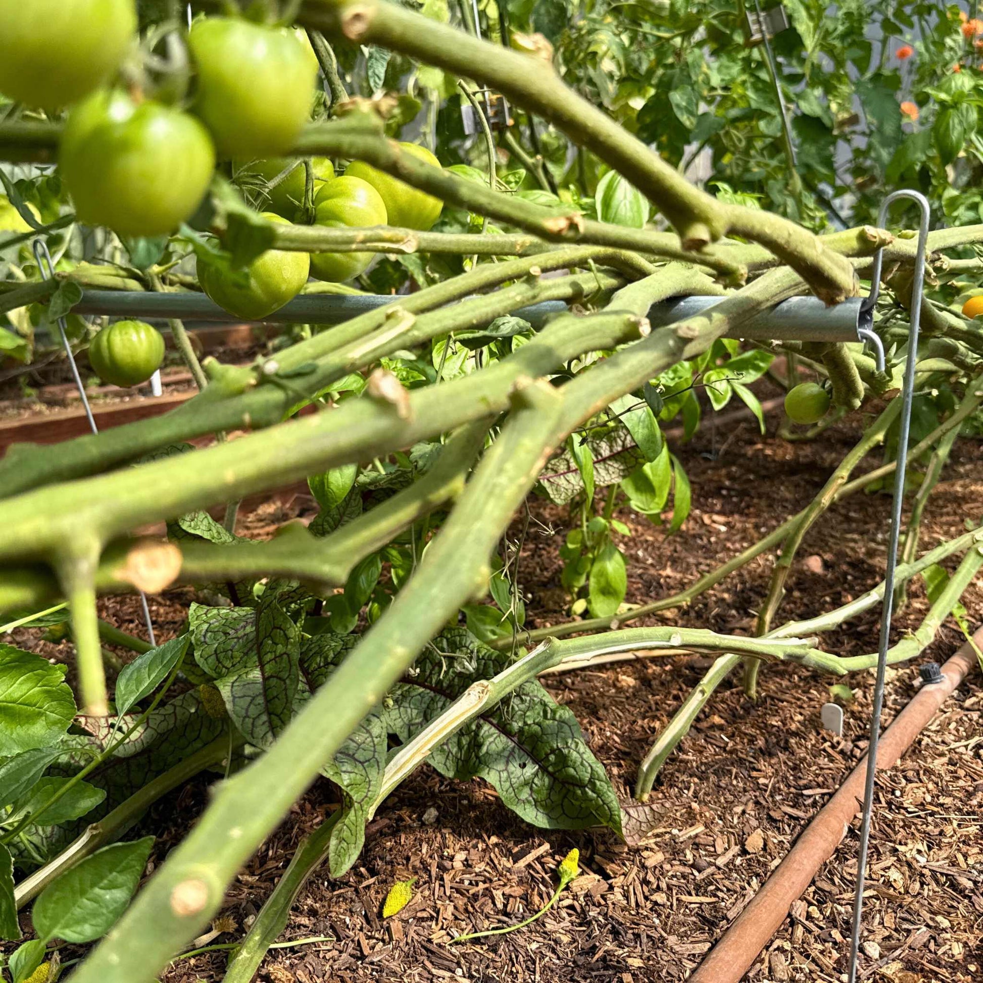 Vine Buddy Trellis Support - Tampa Home & Garden Store