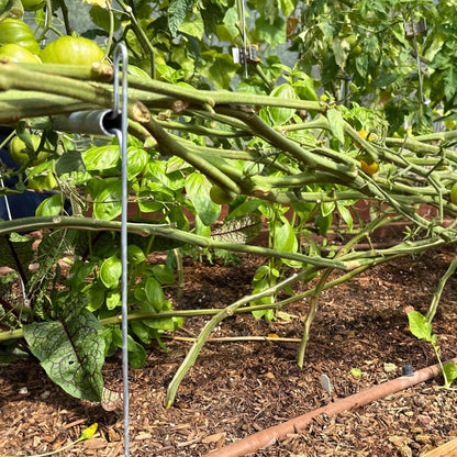 Vine Buddy Trellis Support - Tampa Home & Garden Store