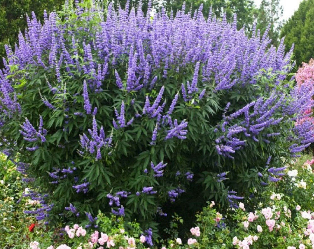 Vitex Angus - Chaste Tree, Purple Flowers - Tampa Home & Garden Store