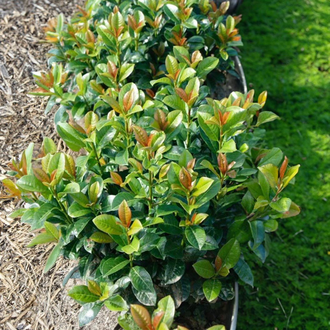 Volcano Cherry Laurel plant with glossy green leaves and coppery new growth Live Good Logistics on Tampa Home & Garden Store